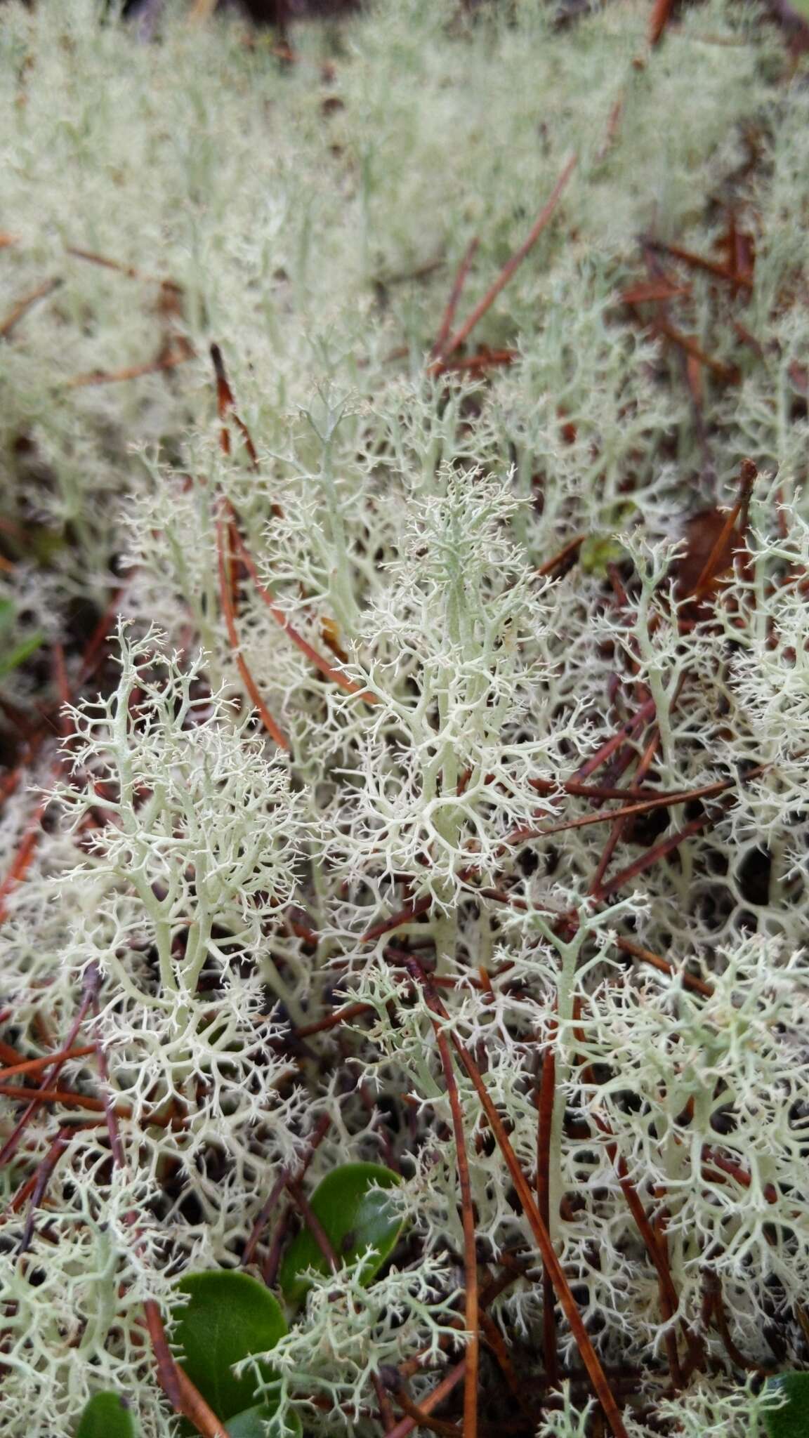 Image of Reindeer lichen