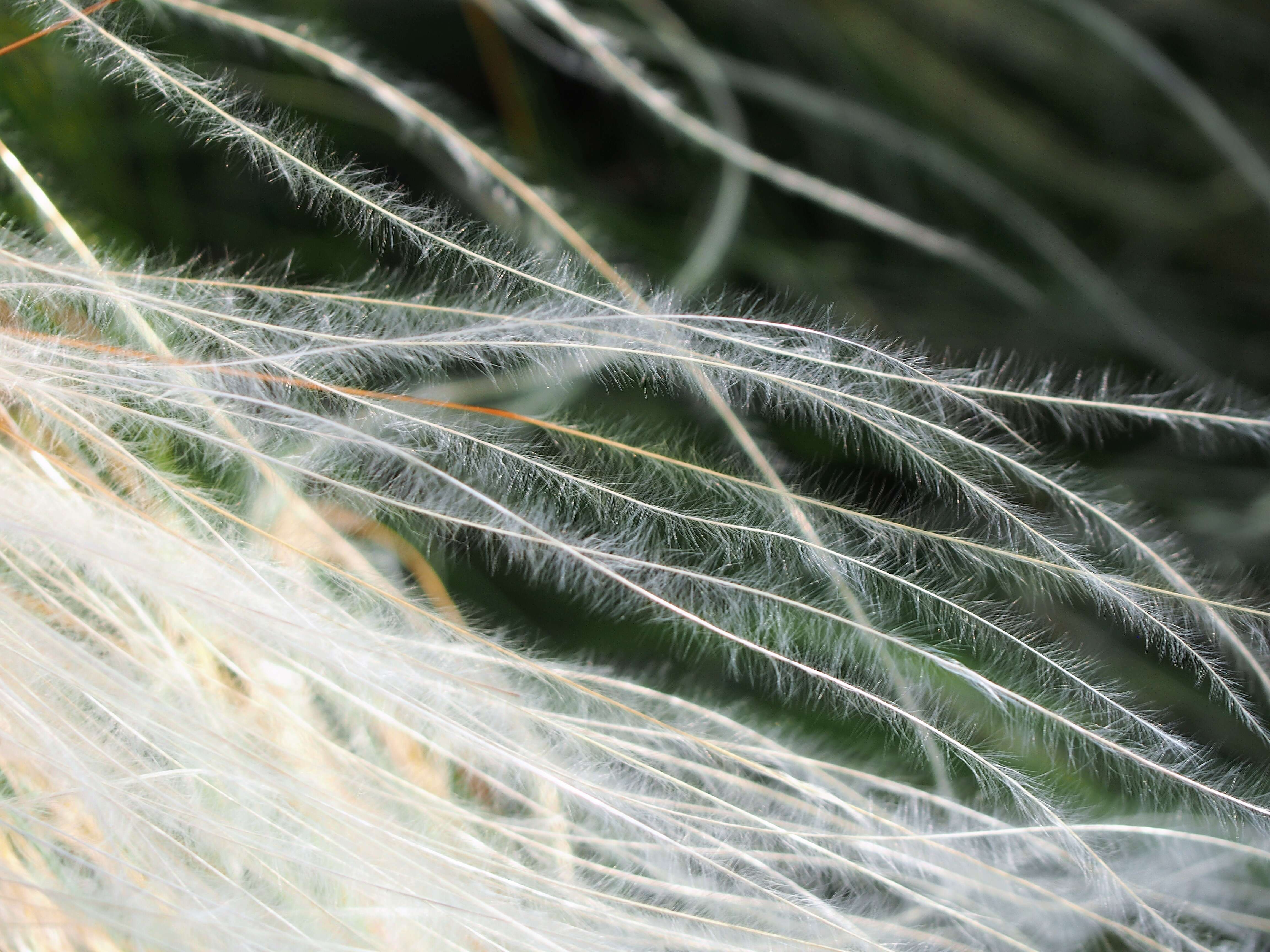 Plancia ëd Stipa lessingiana Trin. & Rupr.