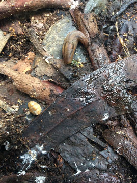 Image of <i>Ambigolimax nyctelius</i>