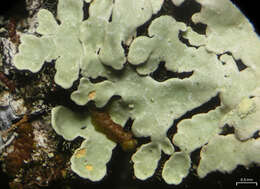 Image of Pyxine albovirens