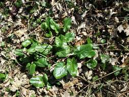 Imagem de Arum cylindraceum Gasp.