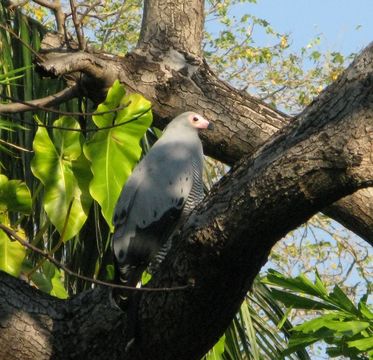 18.https www inaturalist org photos 2301200.580x360
