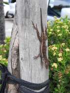 Image of Anguilla Bank Anole