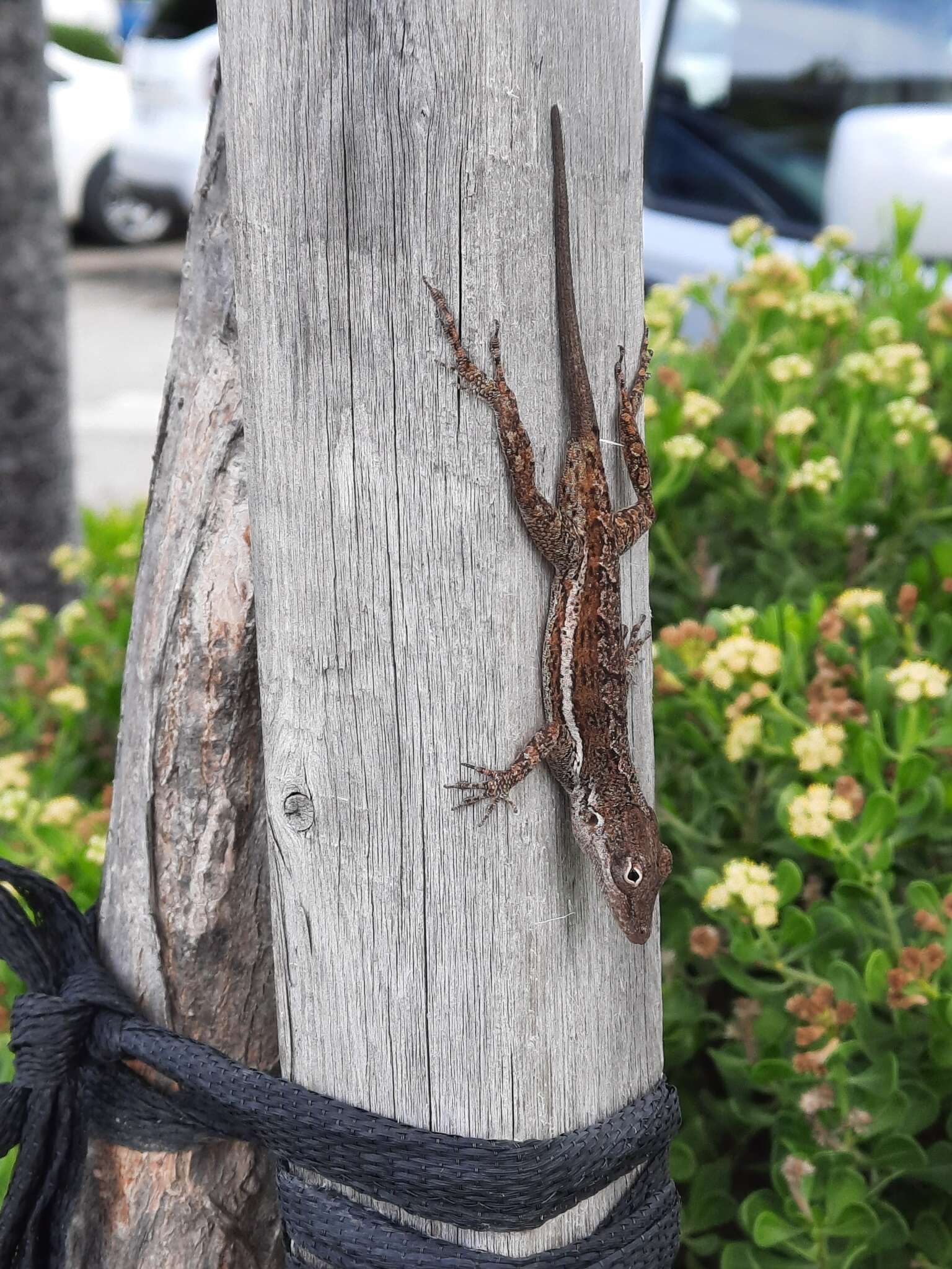 Image of Anguilla Bank Anole