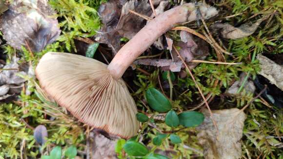 Image of Rufous Milkcap