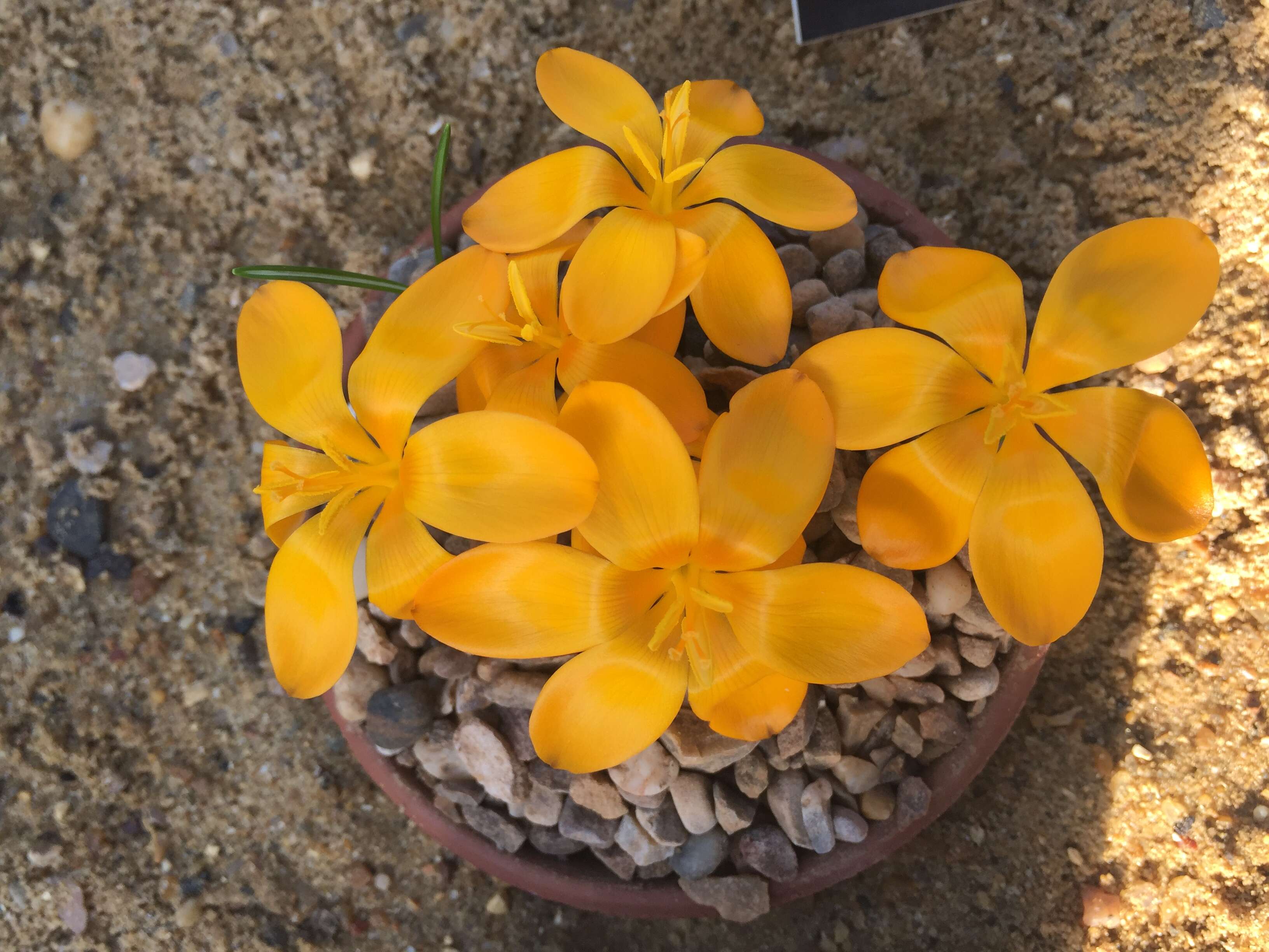 Image of Crocus gargaricus Herb.