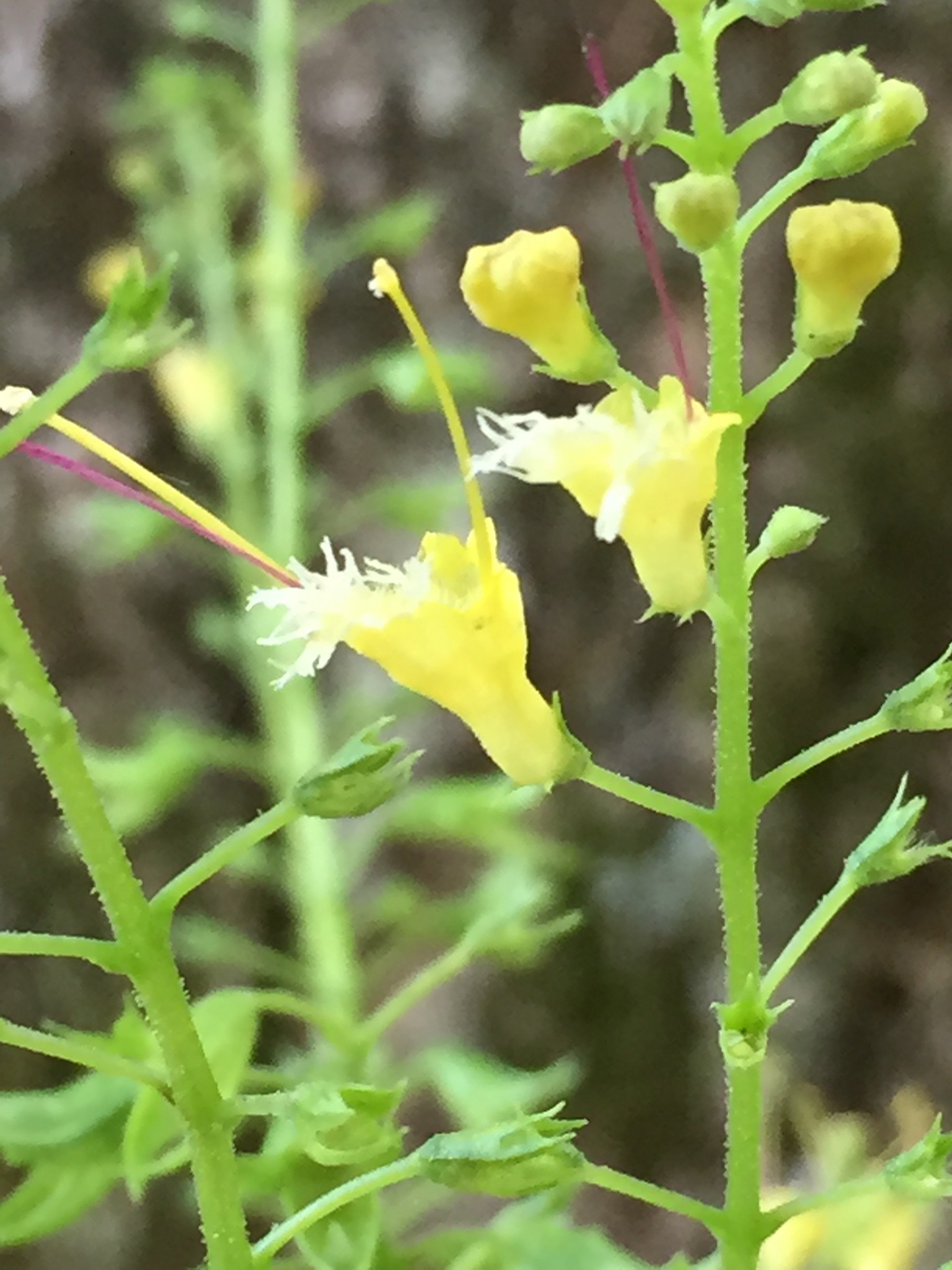 Image of <i>Collinsonia canadensis</i>