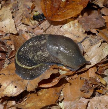Image of ash-black slug