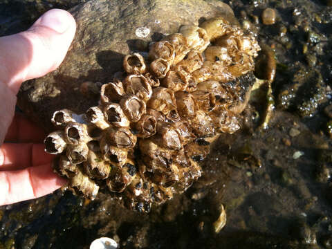 Image of Ivory barnacle