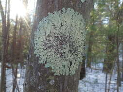 Image of Common greenshield lichen