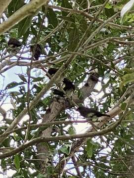 Image of White-bellied Munia