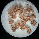Image of <i>Thysanophora horni</i>