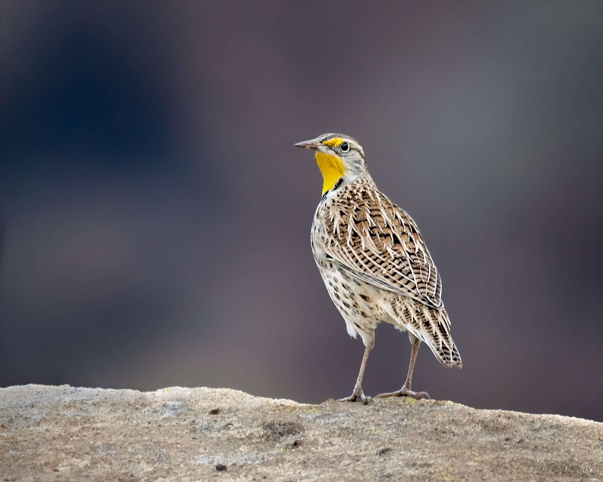 Image of Western Meadowlark