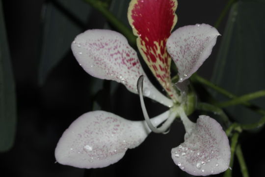 Image of <i>Bauhinia monandra</i>