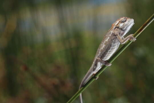 Image of Cape dwarf chameleon