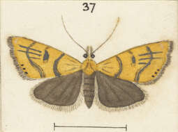 Image of Glaucocharis auriscriptella Walker 1864
