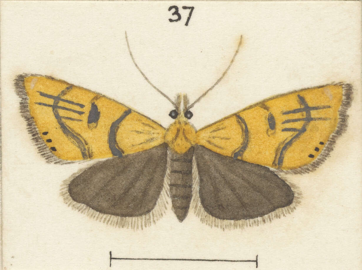 Image of Glaucocharis auriscriptella Walker 1864