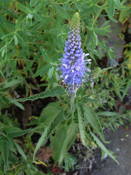 Image of <i>Veronica longifolia</i>