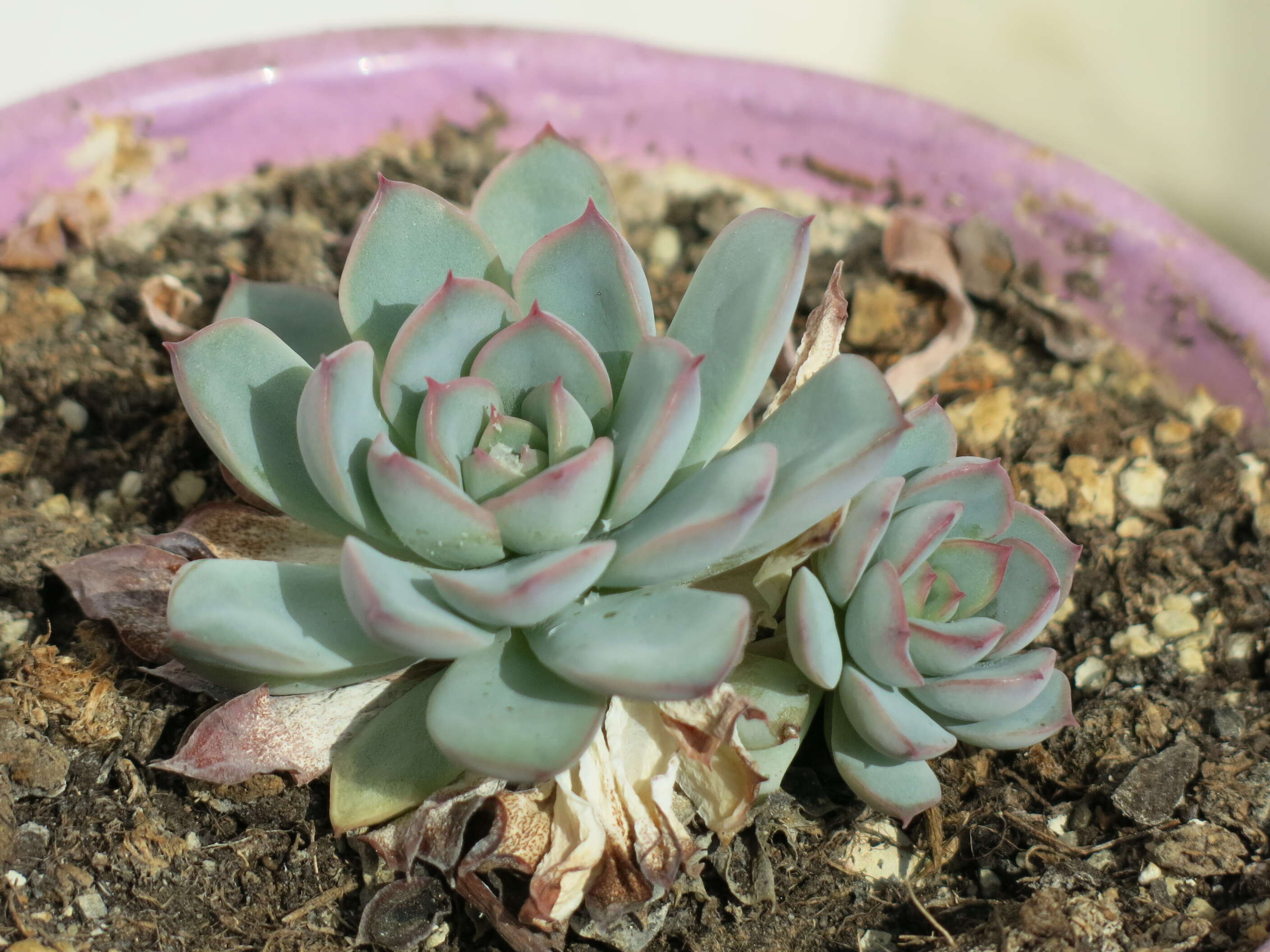 Image of Echeveria pulidonis Walther