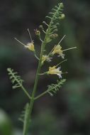 Image of <i>Collinsonia canadensis</i>