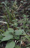 Image of <i>Collinsonia canadensis</i>