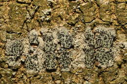 Image of lecidella lichen