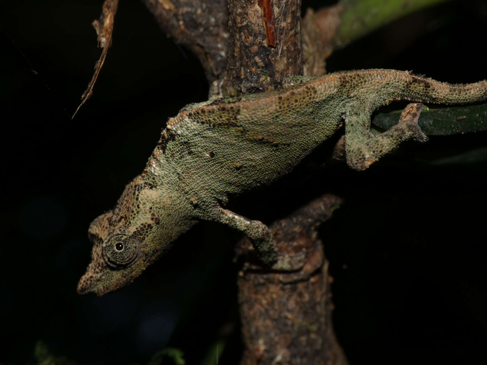 Image of Marshall's African Leaf Chameleon