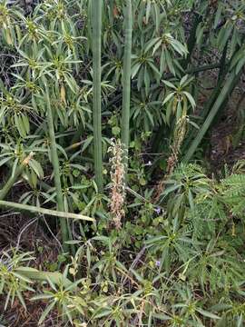 Image of African bowstring hemp