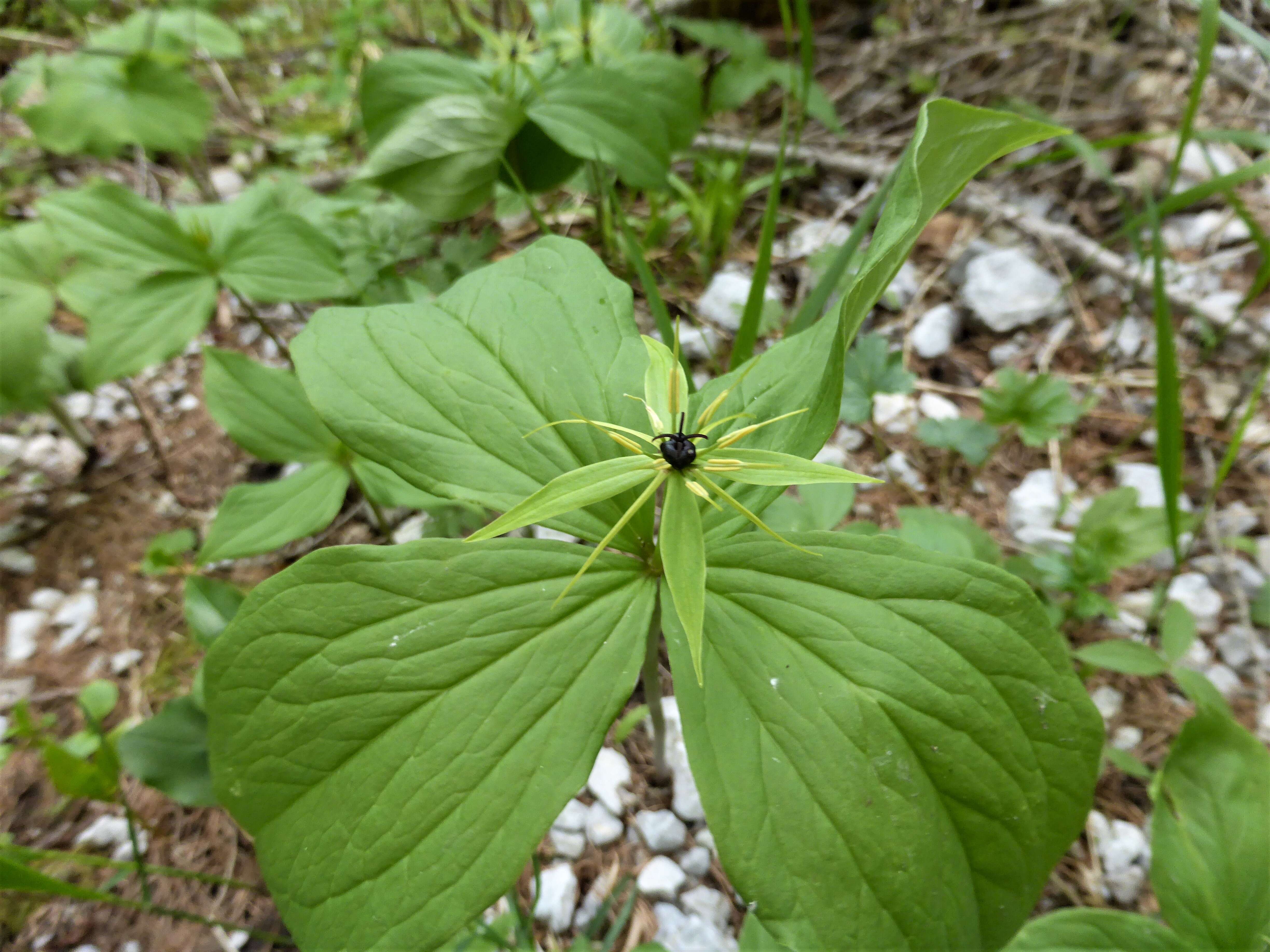 Image of herb Paris