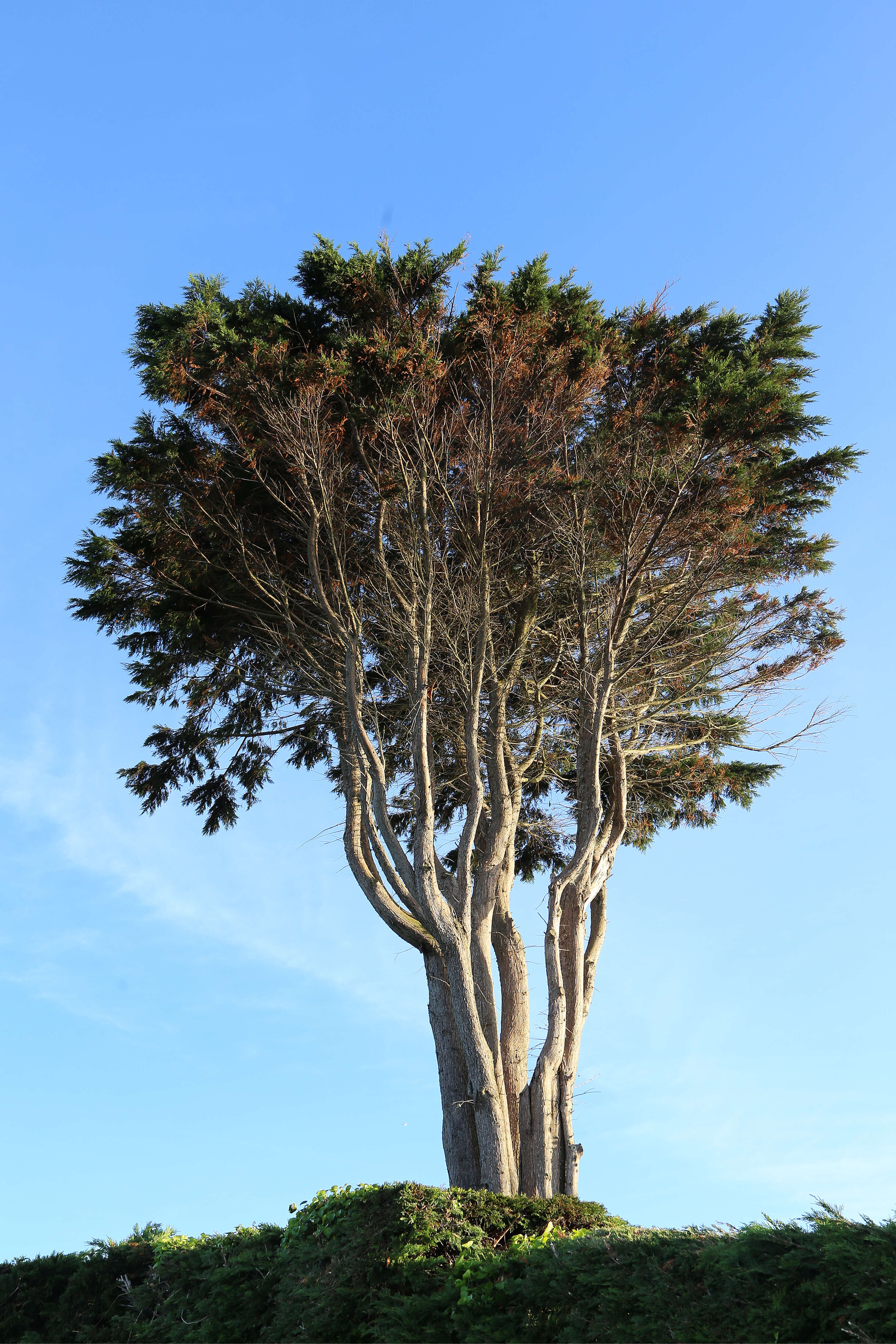 Image of Monterey cypress