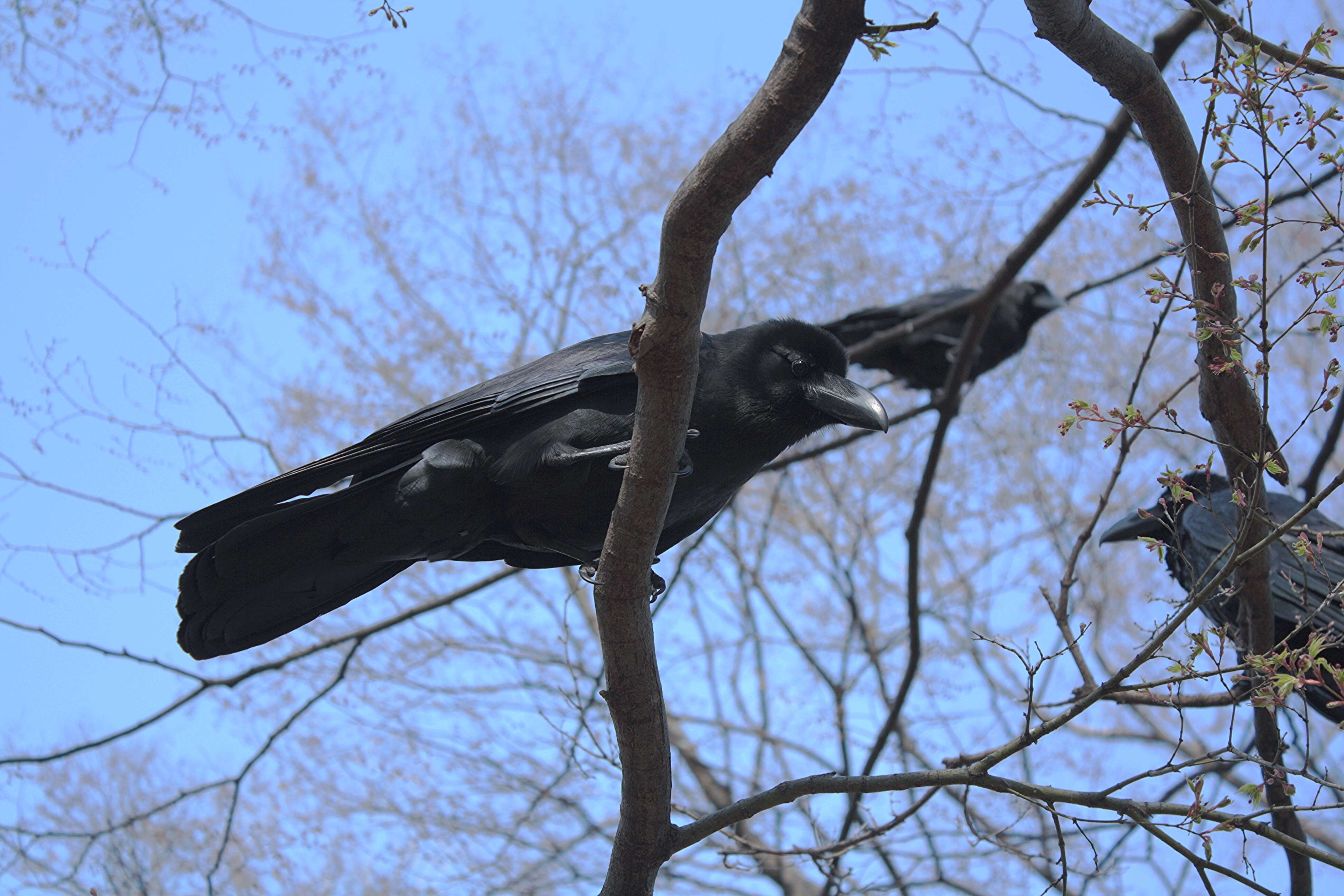 Image of Large-billed Crow