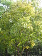 Image of Platycarya