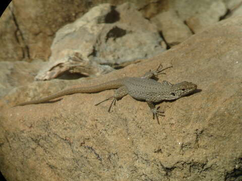 Image of Gallot's lizards