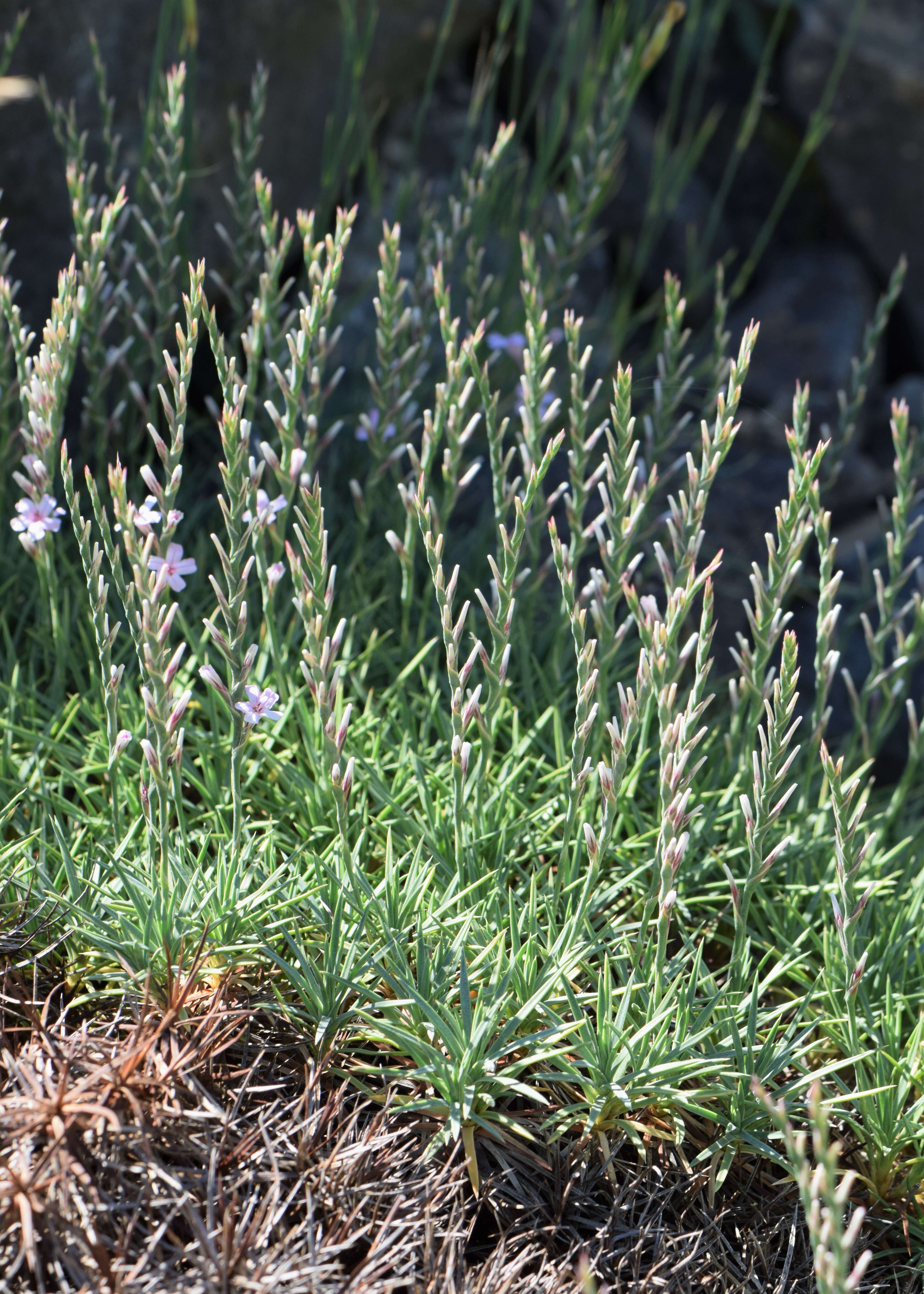 Image of Acantholimon acerosum (Willd.) Boiss.