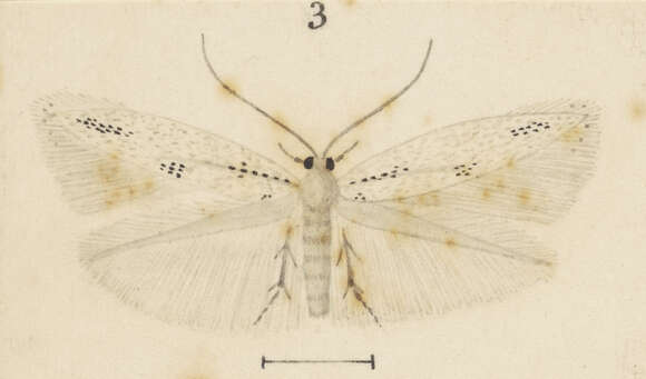 Image of Elachista exaula Meyrick 1888