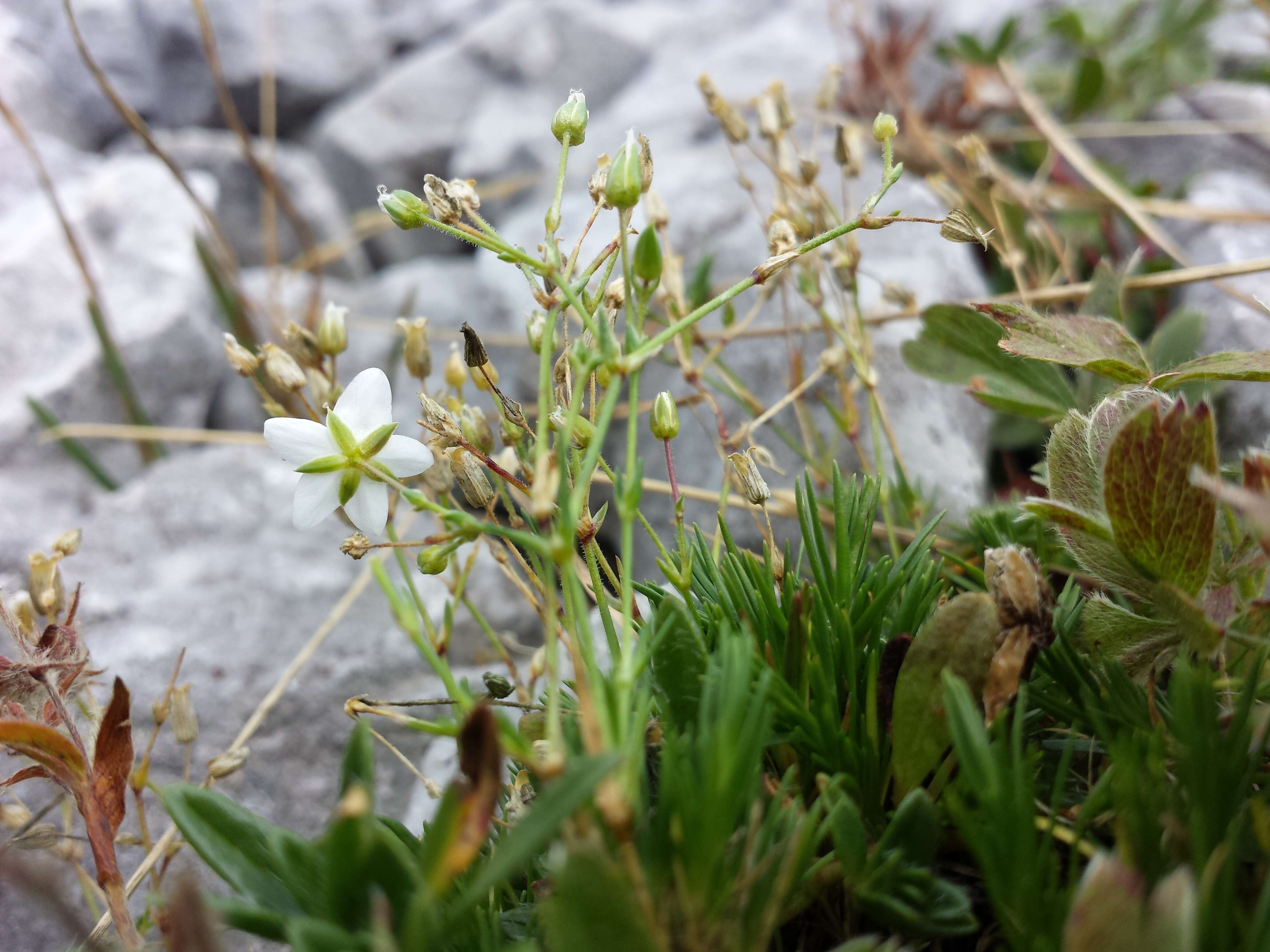 Image of Sabulina verna subsp. verna