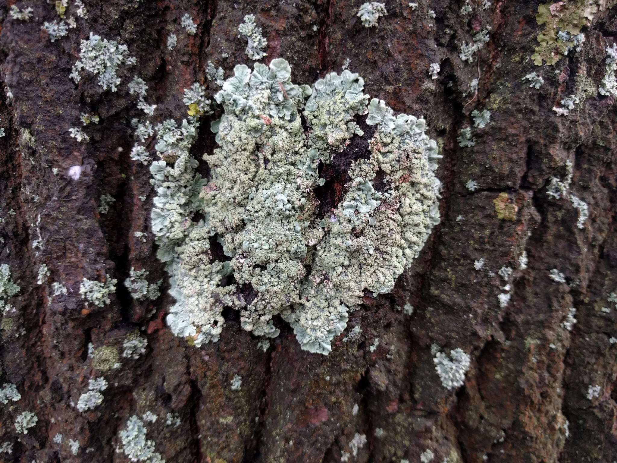 Image of Flavoparmelia soredians (Nyl.) Hale