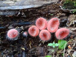 Image of Cookeina tricholoma (Mont.) Kuntze 1891