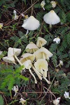 Image of Leucocoprinus