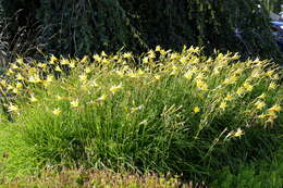 Image of Daylily