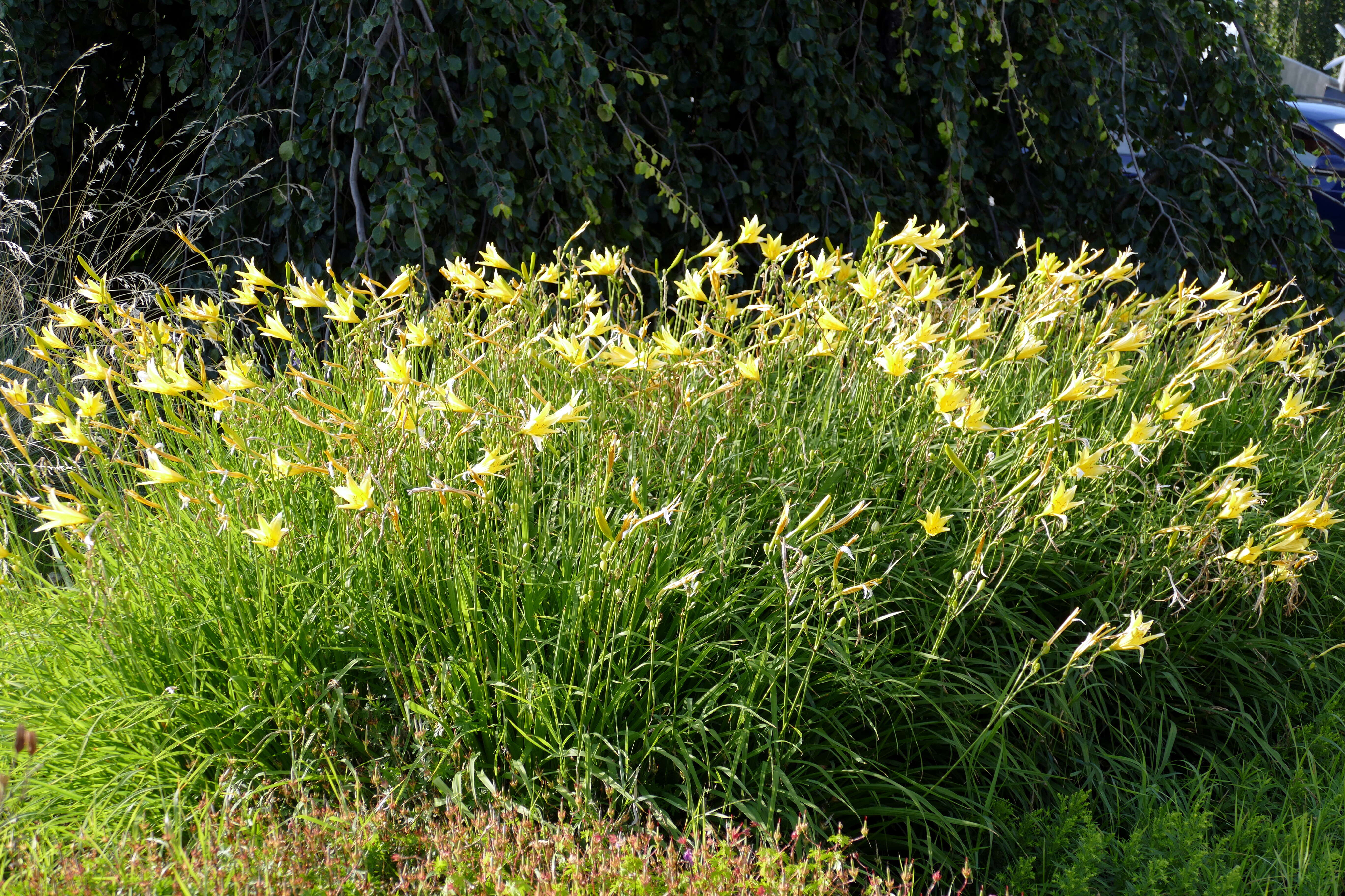 Image of Daylily