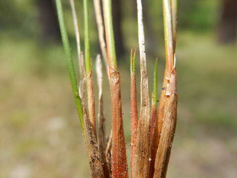 Слика од Juncus drummondii E. Mey.