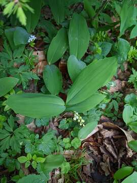 Image of convallaria