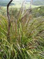 Image of Lanai sawsedge