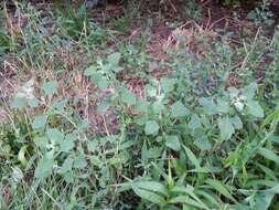 Image of Grey Goosefoot