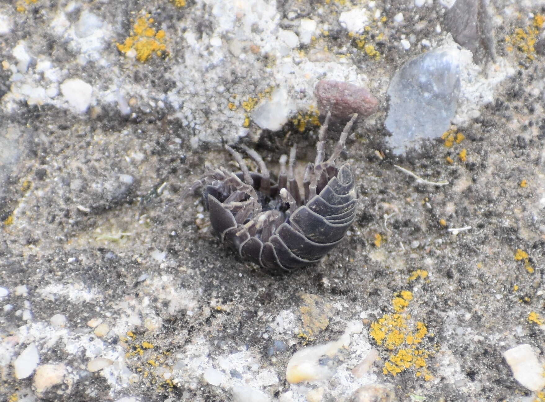 Image of Pill woodlouse