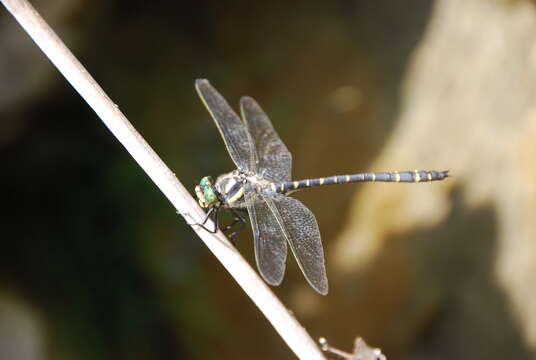 Image of spiketail