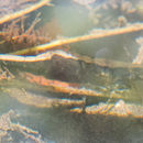 Image of California Freshwater Shrimp