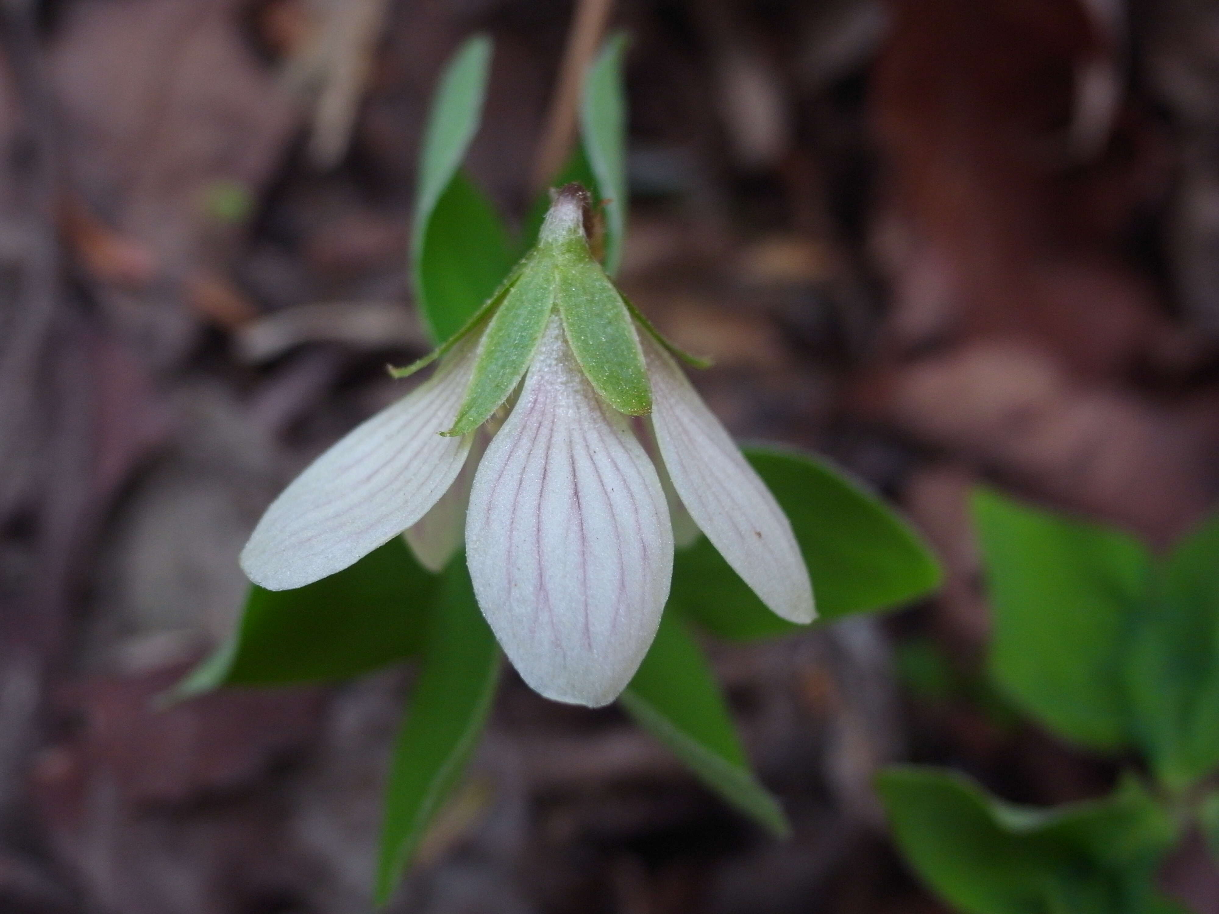 Sivun Oxalis obtriangulata Maxim. kuva