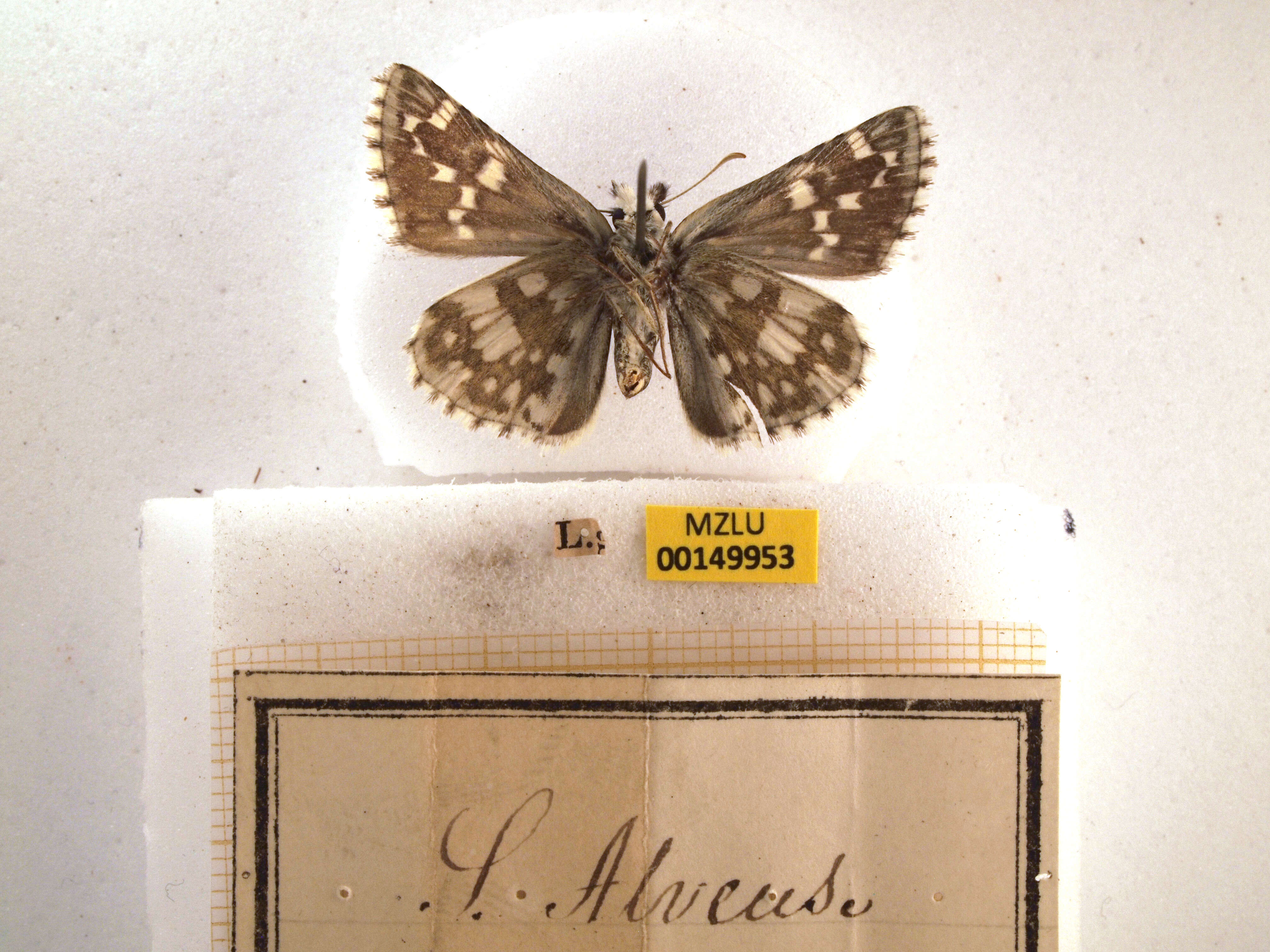 Image of large grizzled skipper